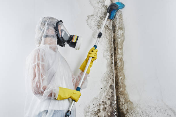 Best Mold Odor Removal Services  in Kettering, MD